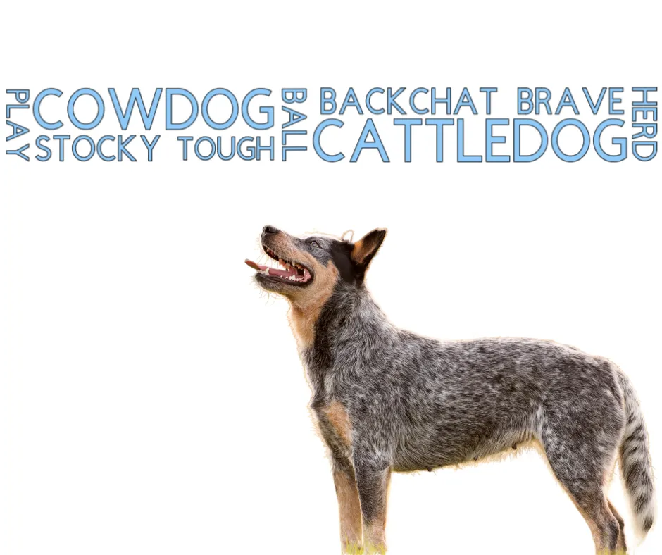 Collar & Ruff Biothane Print Dogology Collars