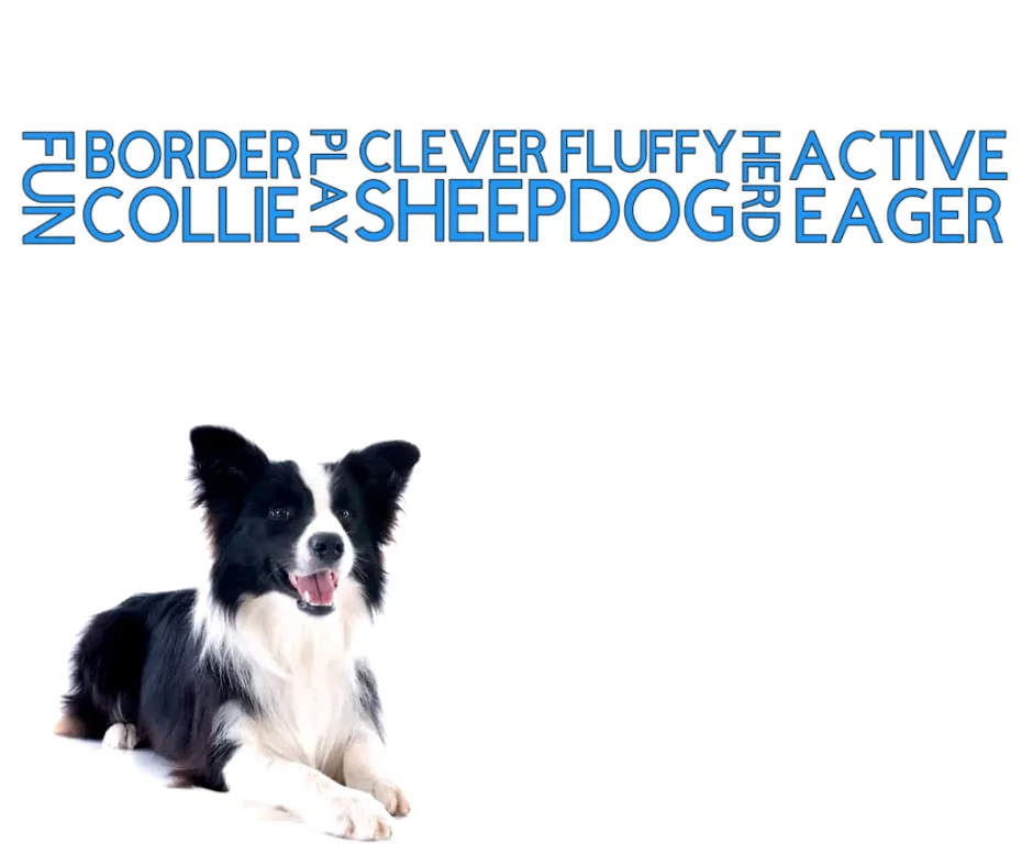 Collar & Ruff Biothane Print Dogology Collars