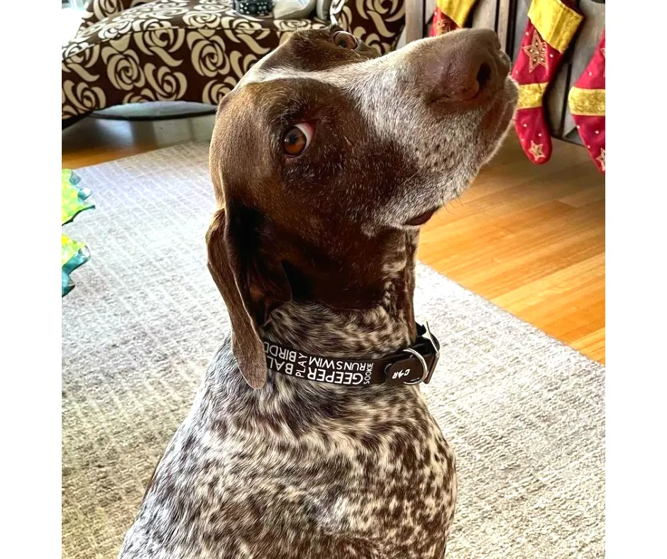 Collar & Ruff Biothane Print Dogology Collars