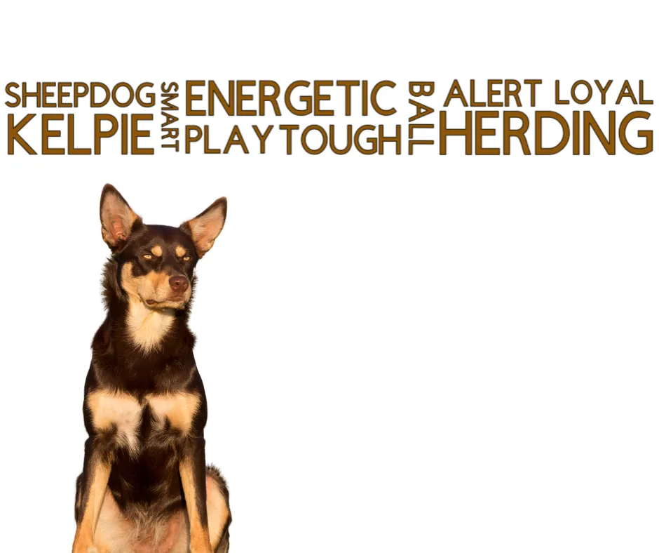 Collar & Ruff Biothane Print Dogology Collars
