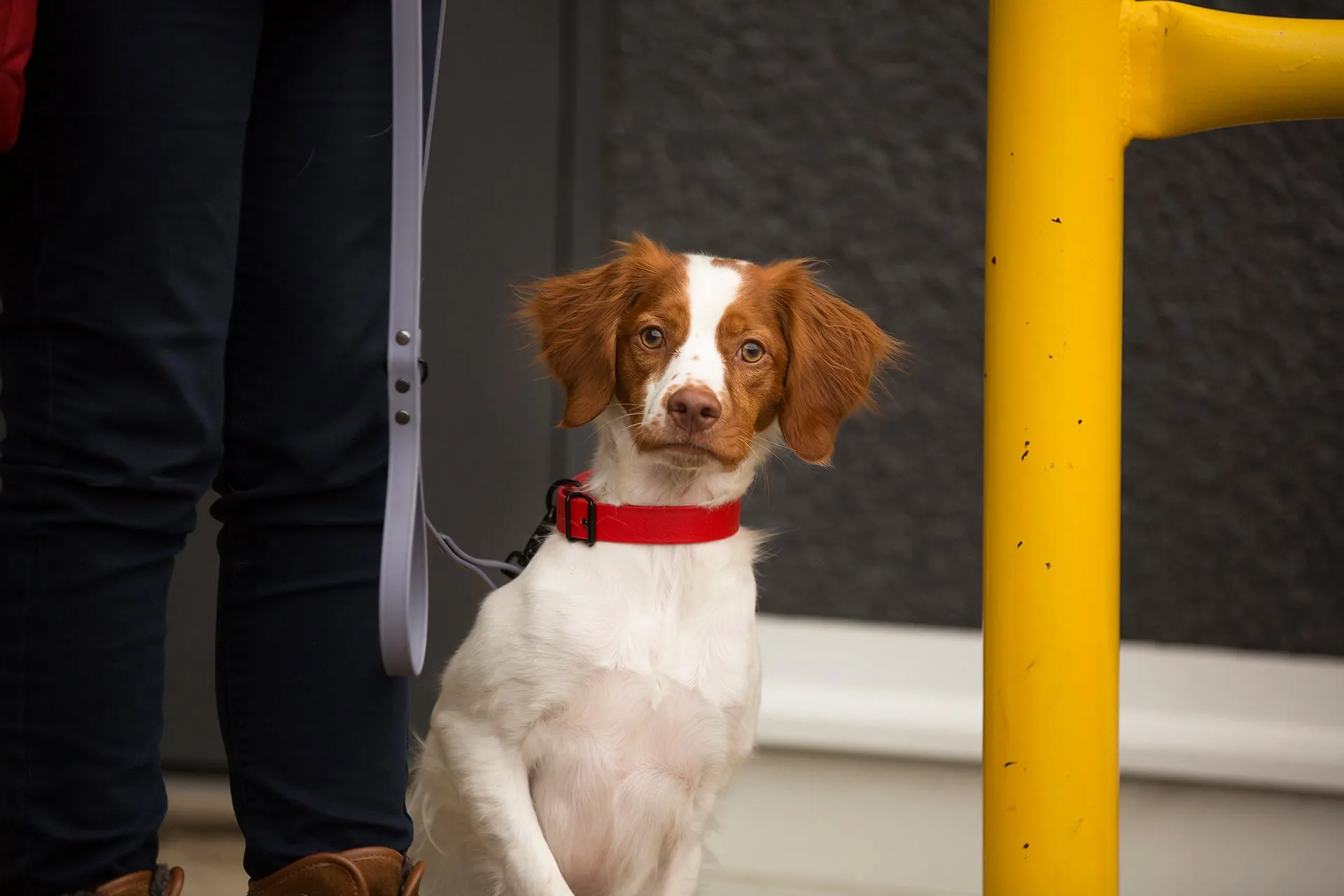 Design Your Own - The Elessar BT Collar, 1" Biothane Dog Collar