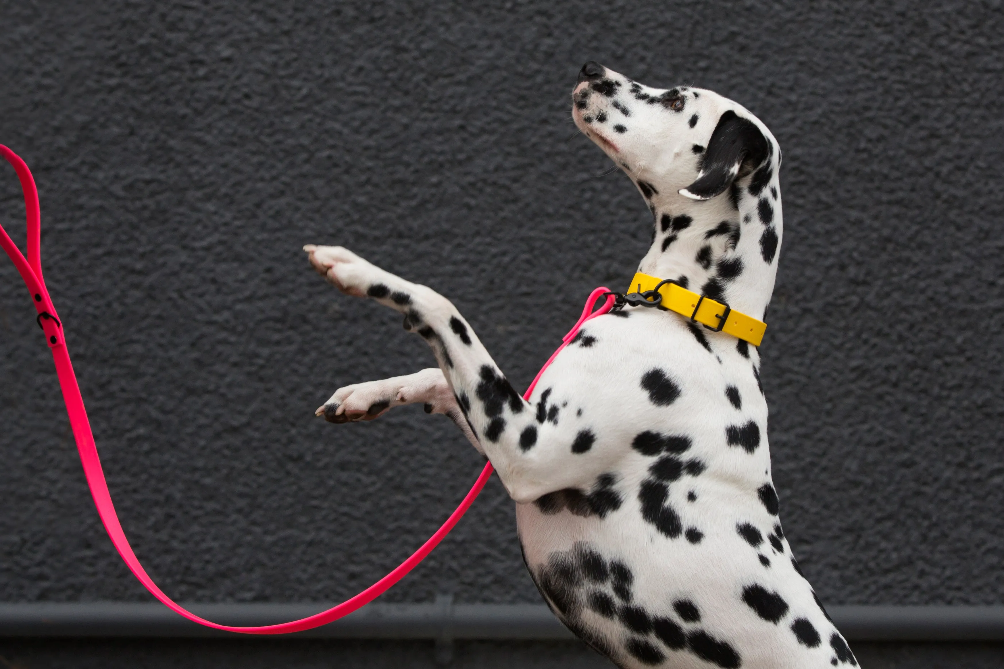 Design Your Own - The Elessar BT Collar, 1" Biothane Dog Collar