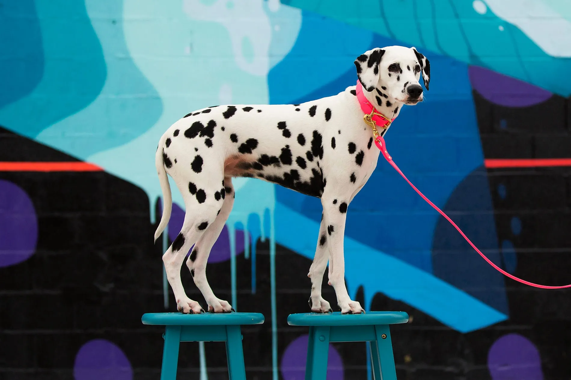 Design Your Own - The Elessar BT Collar, 1" Biothane Dog Collar