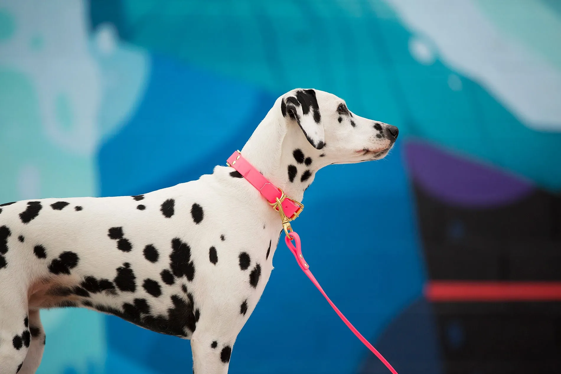 Design Your Own - The Elessar BT Collar, 1" Biothane Dog Collar