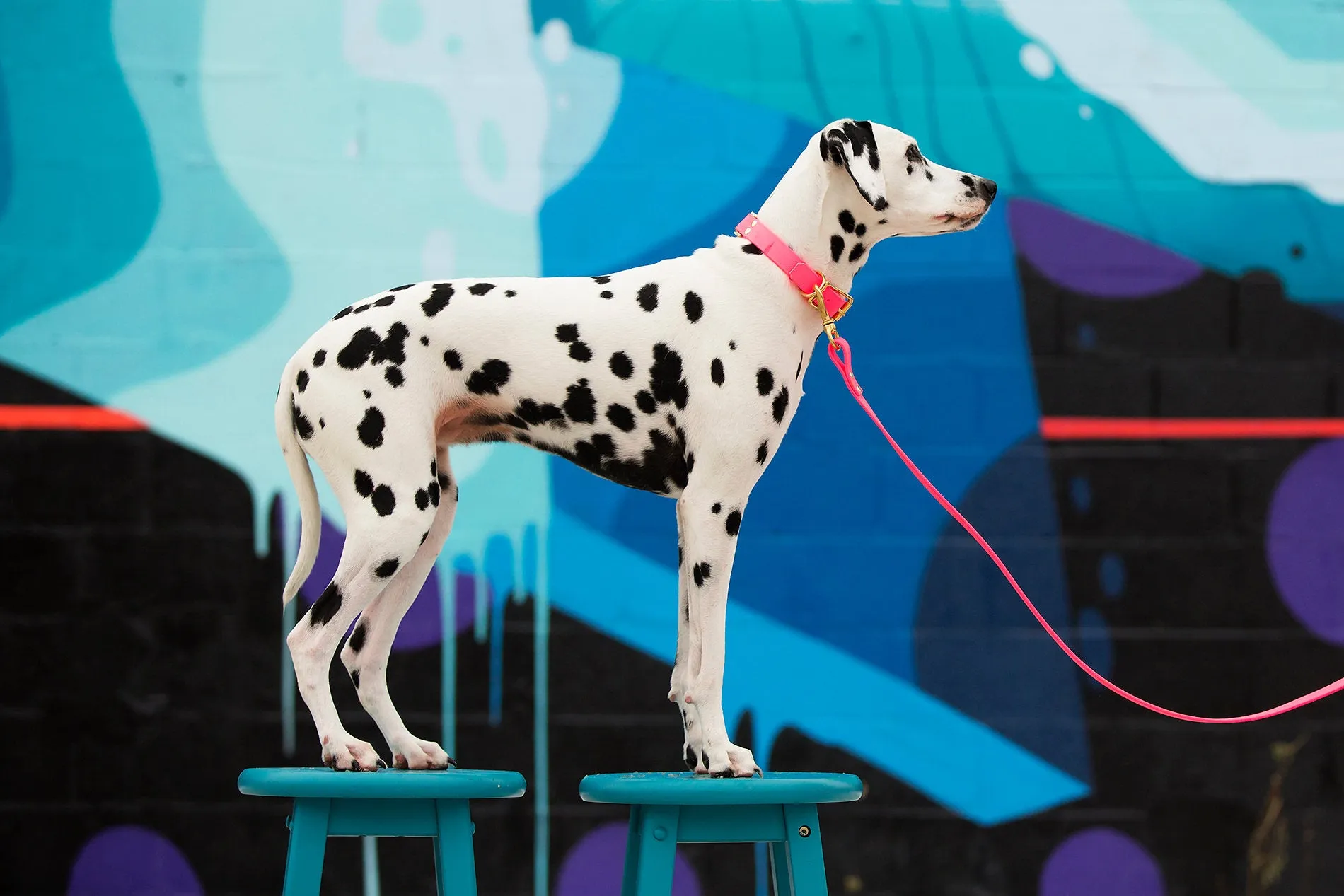 Design Your Own - The Elessar BT Collar, 1" Biothane Dog Collar