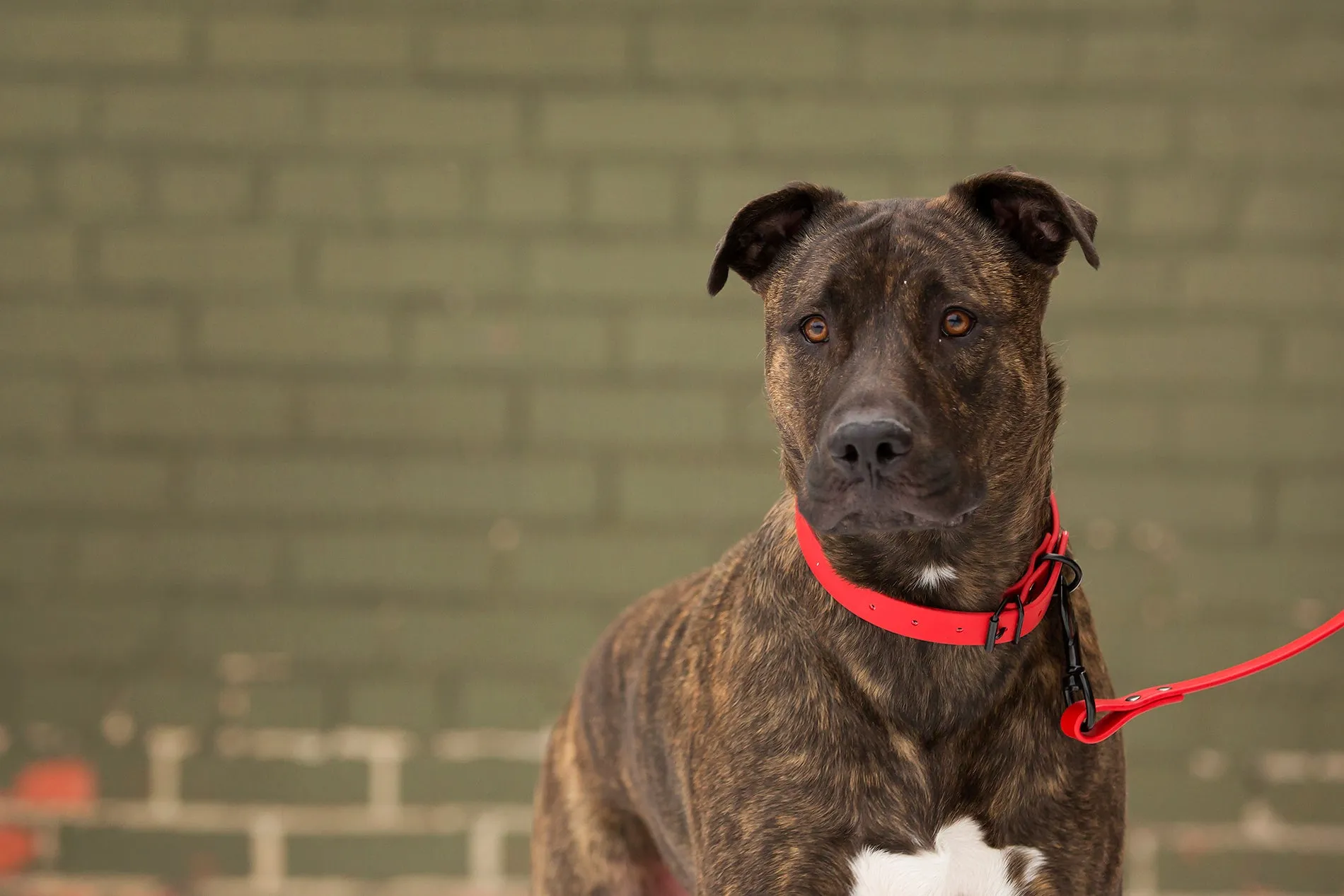 Design Your Own - The Elessar BT Collar, 1" Biothane Dog Collar