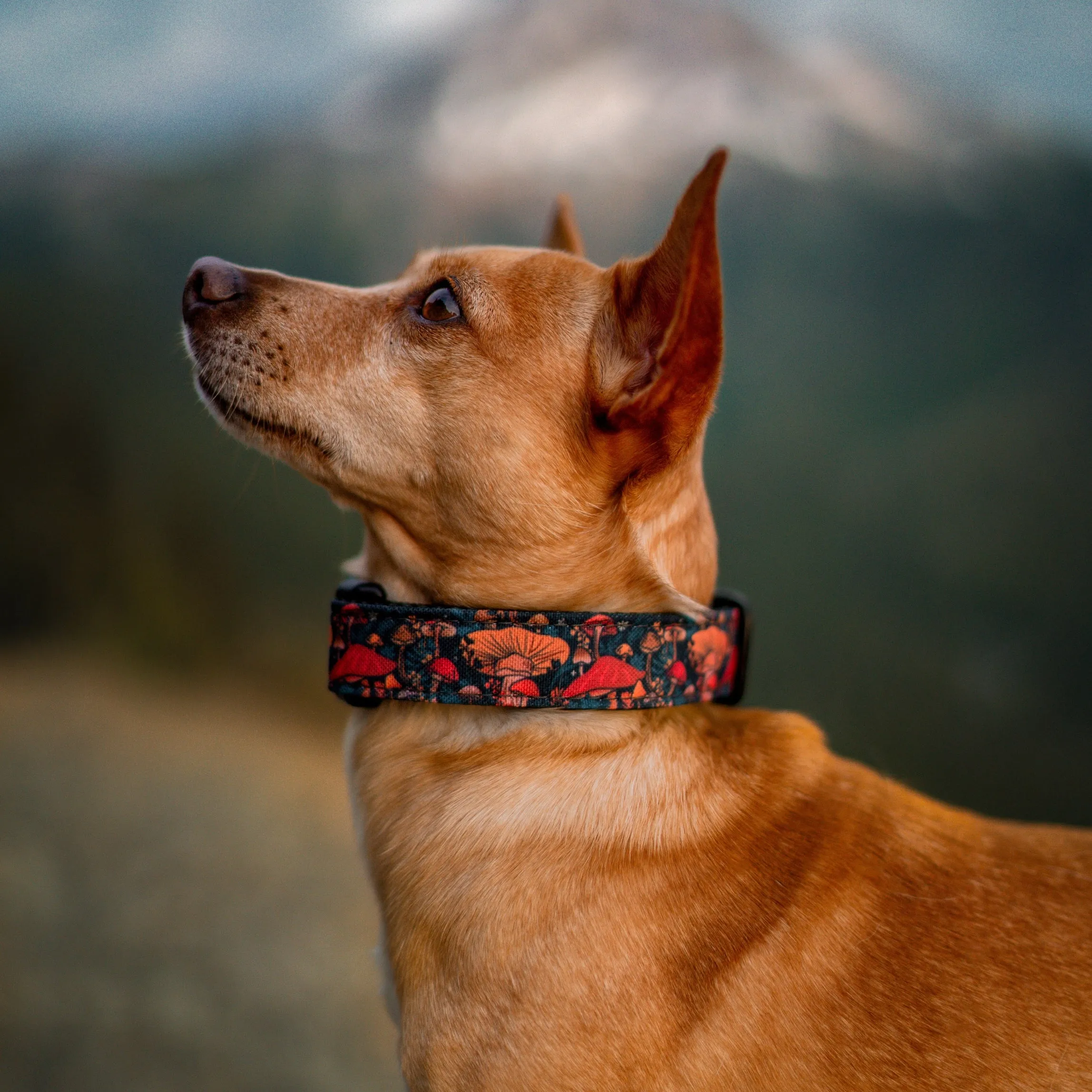Midnight Mushroom Dog Collar