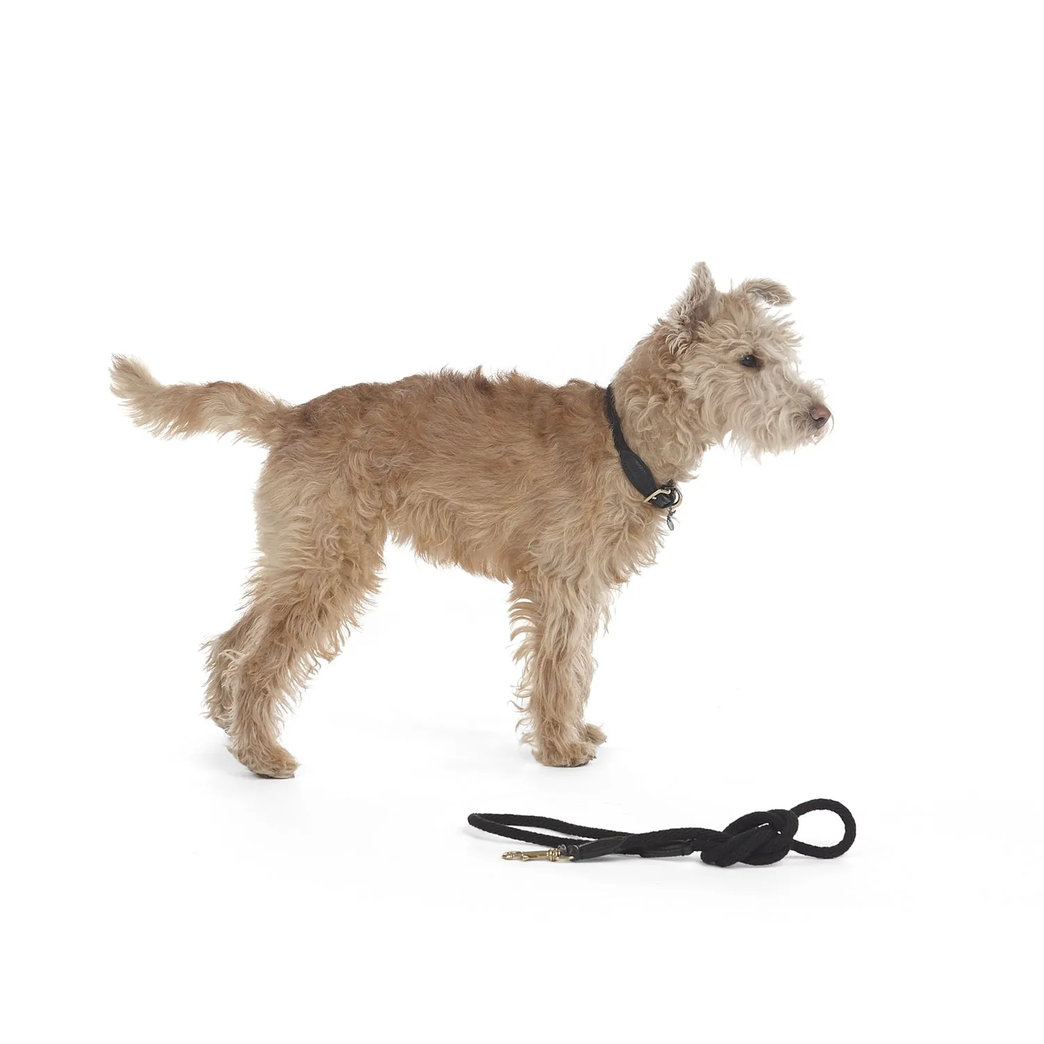 Rope Dog Collar